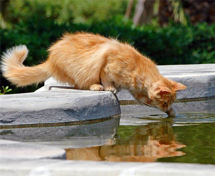 😼 Напоминаем о правилах безопасного поведения на водных объектах в летний период.