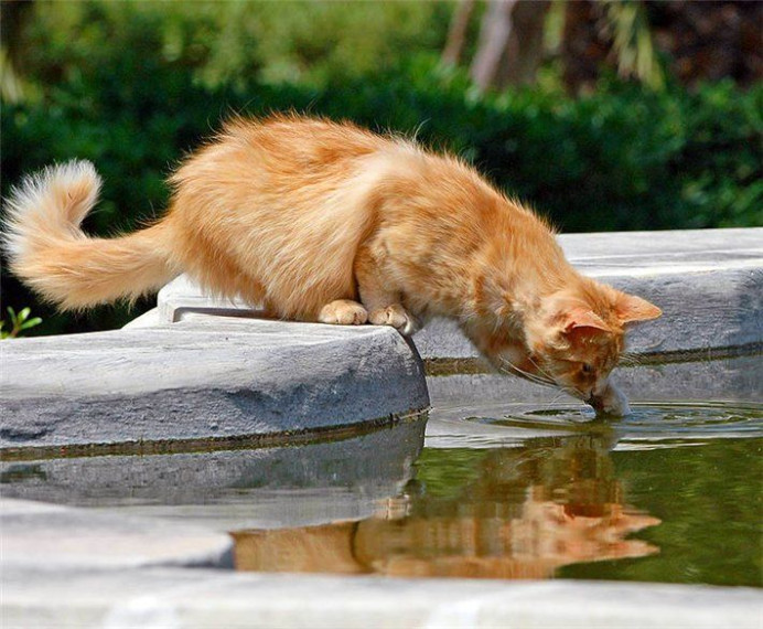 😼 Напоминаем о правилах безопасного поведения на водных объектах в летний период. 😼 Напоминаем о правилах безопасного поведения на водных объектах в летний период.